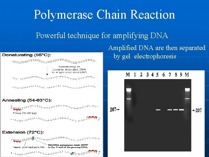 Polymerase Chain Reaction Powerful technique for amplifying DNA Amplified DNA are then separated by Polymerase Chain Reaction Powerful technique for amplifying DNA Amplified DNA are then separated by