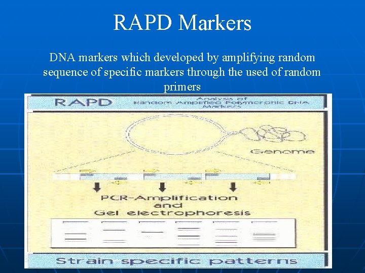 RAPD Markers DNA markers which developed by amplifying random sequence of specific markers through RAPD Markers DNA markers which developed by amplifying random sequence of specific markers through