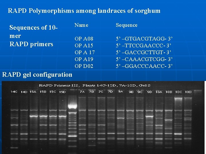 RAPD Polymorphisms among landraces of sorghum Sequences of 10 mer RAPD primers RAPD gel RAPD Polymorphisms among landraces of sorghum Sequences of 10 mer RAPD primers RAPD gel