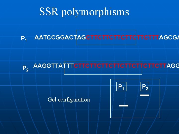 SSR polymorphisms P 1 AATCCGGACTAGCTTCTTCTTTAGCGA P 2 AAGGTTATTTCTTCTTCTTCTTAGG P 1 Gel configuration P 2 SSR polymorphisms P 1 AATCCGGACTAGCTTCTTCTTTAGCGA P 2 AAGGTTATTTCTTCTTCTTCTTAGG P 1 Gel configuration P 2