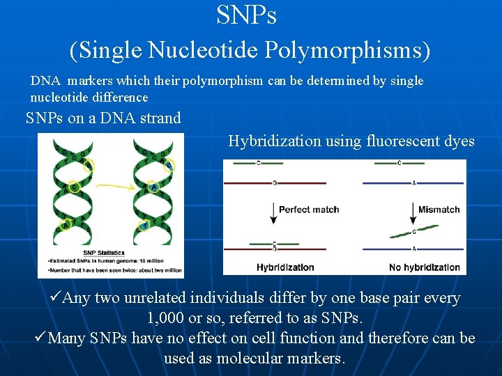 SNPs (Single Nucleotide Polymorphisms) DNA markers which their polymorphism can be determined by single SNPs (Single Nucleotide Polymorphisms) DNA markers which their polymorphism can be determined by single