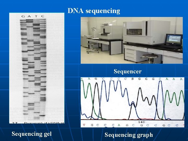 DNA sequencing Sequencer Sequencing gel Sequencing graph DNA sequencing Sequencer Sequencing gel Sequencing graph