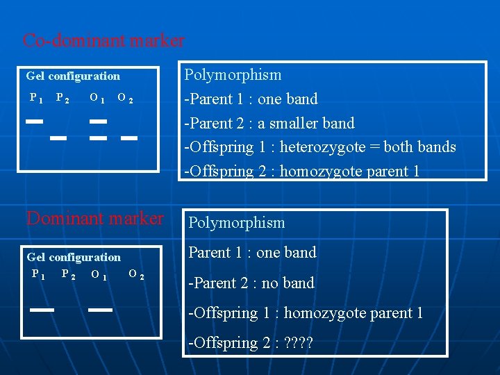 Co-dominant marker Gel configuration P 1 P 2 O 1 O 2 Polymorphism -Parent Co-dominant marker Gel configuration P 1 P 2 O 1 O 2 Polymorphism -Parent