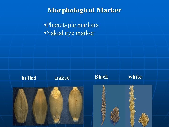 Morphological Marker • Phenotypic markers • Naked eye marker hulled naked Black white Morphological Marker • Phenotypic markers • Naked eye marker hulled naked Black white
