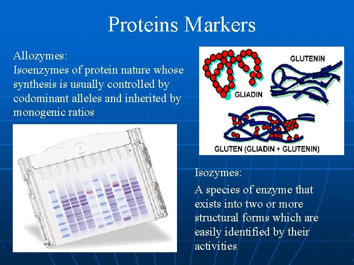 Proteins Markers Allozymes: Isoenzymes of protein nature whose synthesis is usually controlled by codominant Proteins Markers Allozymes: Isoenzymes of protein nature whose synthesis is usually controlled by codominant