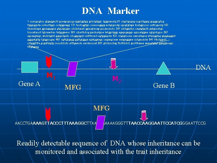 DNA Marker 1 ccacgcgtcc gtgaggactt gcaagcgccg cggatggtgg gctctgtggc tgggaacatg 61 ctgctgcgag ccgcttggag gcgggcgtcg ttggcggcta DNA Marker 1 ccacgcgtcc gtgaggactt gcaagcgccg cggatggtgg gctctgtggc tgggaacatg 61 ctgctgcgag ccgcttggag gcgggcgtcg ttggcggcta