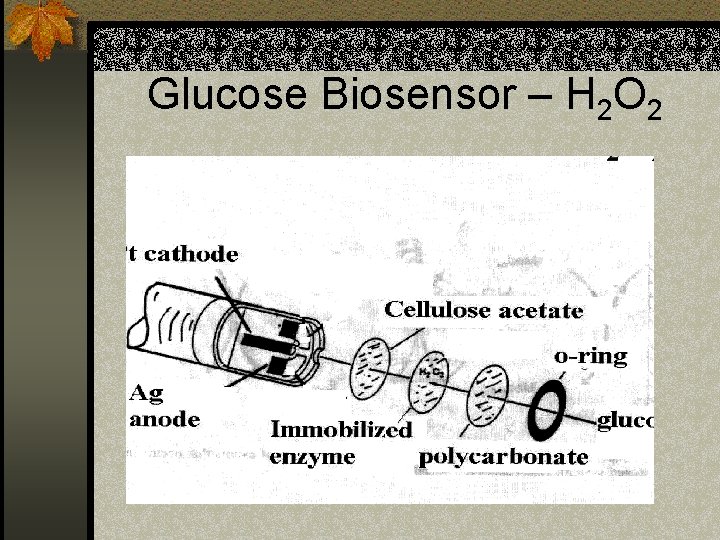 Glucose Biosensor – H 2 O 2 