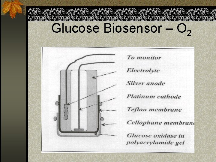 Glucose Biosensor – O 2 