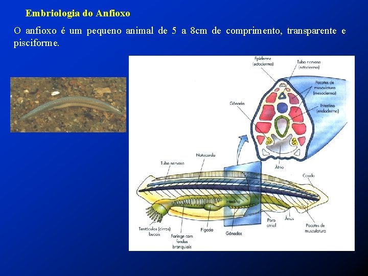 Embriologia do Anfioxo O anfioxo é um pequeno animal de 5 a 8 cm