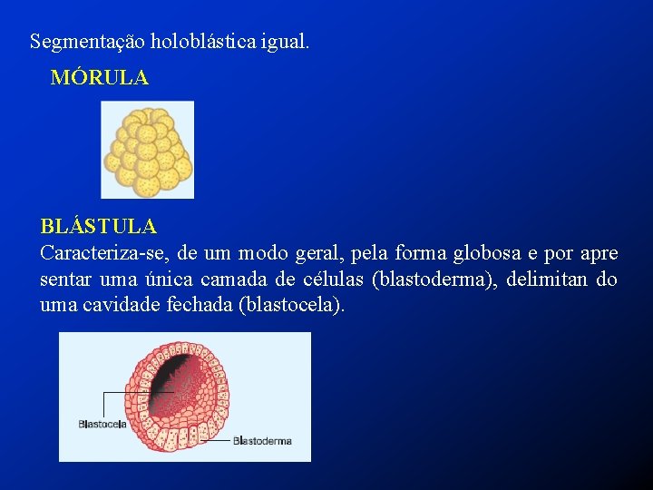 Segmentação holoblástica igual. MÓRULA BLÁSTULA Caracteriza-se, de um modo geral, pela forma globosa e