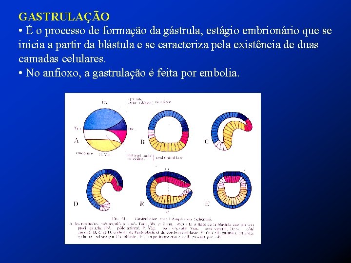 GASTRULAÇÃO • É o processo de formação da gástrula, estágio embrionário que se inicia