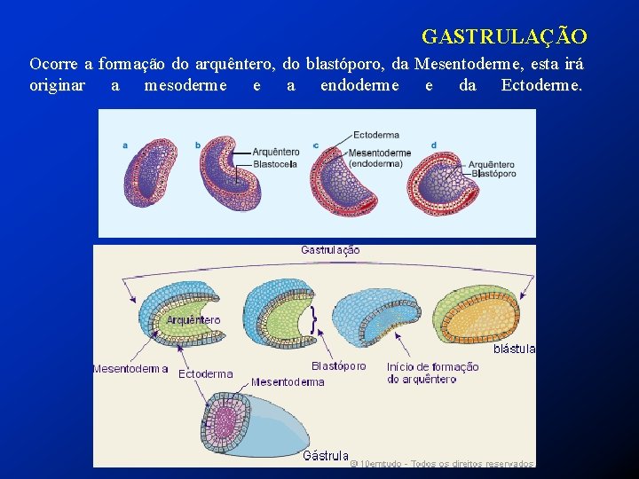  GASTRULAÇÃO Ocorre a formação do arquêntero, do blastóporo, da Mesentoderme, esta irá originar