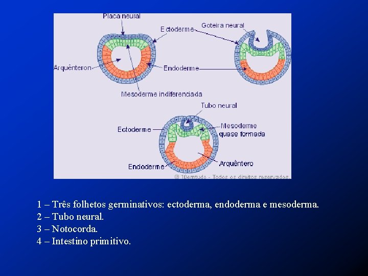 1 – Três folhetos germinativos: ectoderma, endoderma e mesoderma. 2 – Tubo neural. 3