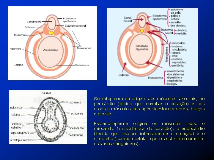 Somatopleura dá origem aos músculos viscerais, ao pericárdio (tecido que envolve o coração) e