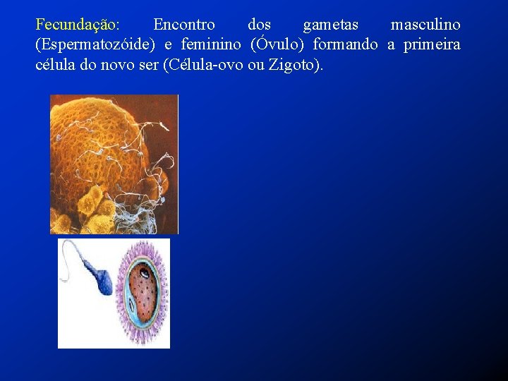Fecundação: Encontro dos gametas masculino (Espermatozóide) e feminino (Óvulo) formando a primeira célula do