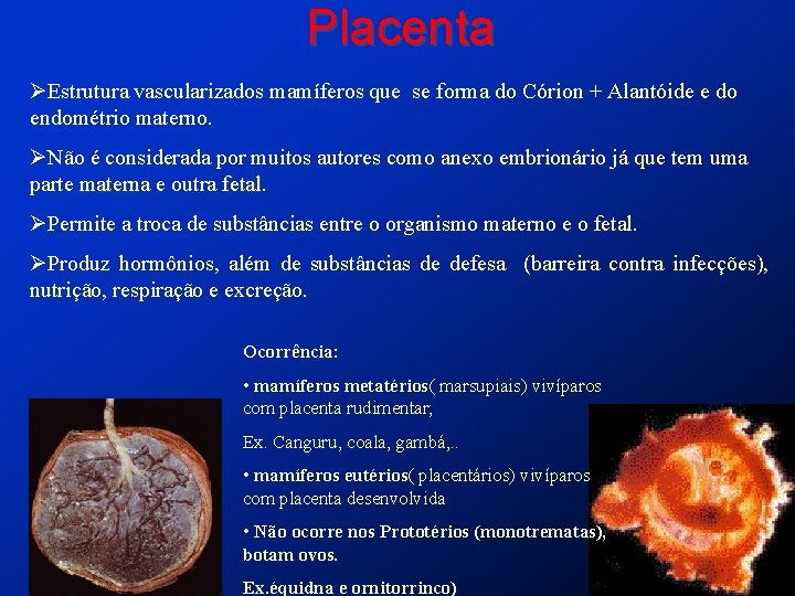 Placenta ØEstrutura vascularizados mamíferos que se forma do Córion + Alantóide e do endométrio