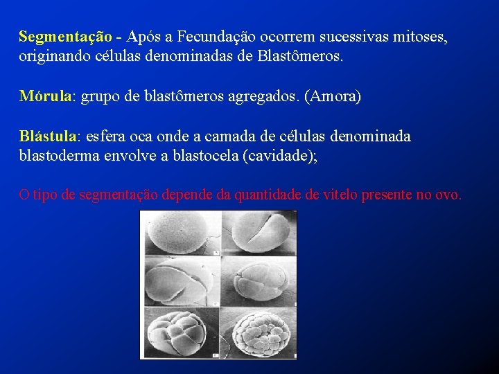 Segmentação - Após a Fecundação ocorrem sucessivas mitoses, originando células denominadas de Blastômeros. Mórula: