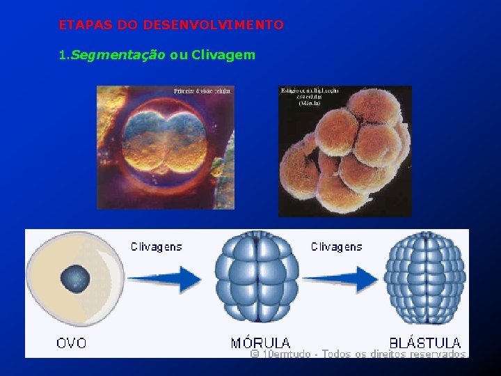 ETAPAS DO DESENVOLVIMENTO 1. Segmentação ou Clivagem 