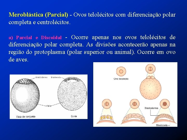 Meroblástica (Parcial) - Ovos telolécitos com diferenciação polar completa e centrolécitos. a) Parcial e