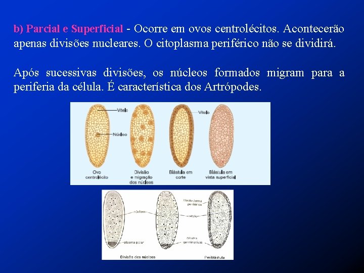 b) Parcial e Superficial - Ocorre em ovos centrolécitos. Acontecerão apenas divisões nucleares. O