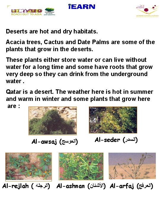 Deserts are hot and dry habitats. Acacia trees, Cactus and Date Palms are some