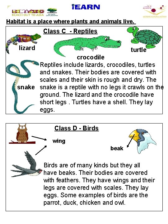 Habitat is a place where plants and animals live. Class C - Reptiles lizard