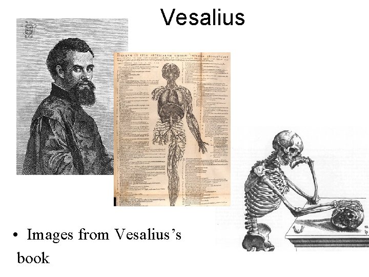 Vesalius • Images from Vesalius’s book 