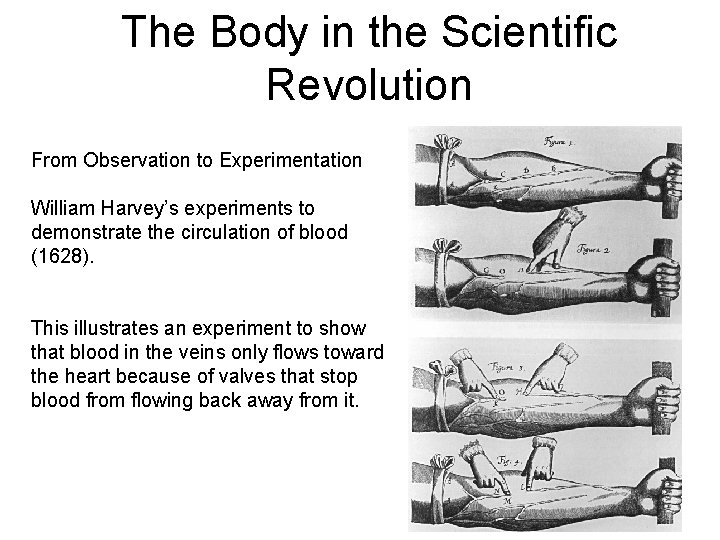 The Body in the Scientific Revolution From Observation to Experimentation William Harvey’s experiments to