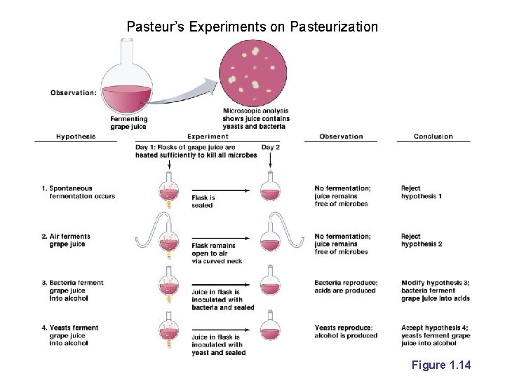 Pasteur’s Experiments on Pasteurization Figure 1. 14 
