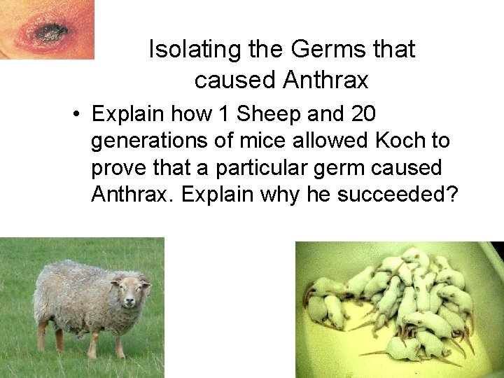 Isolating the Germs that caused Anthrax • Explain how 1 Sheep and 20 generations