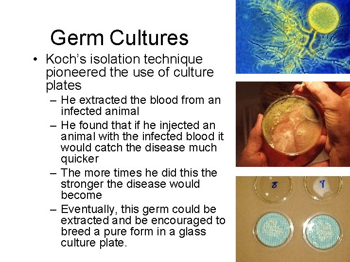 Germ Cultures • Koch’s isolation technique pioneered the use of culture plates – He