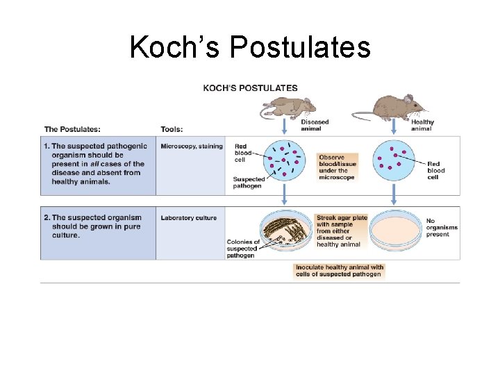 Koch’s Postulates 