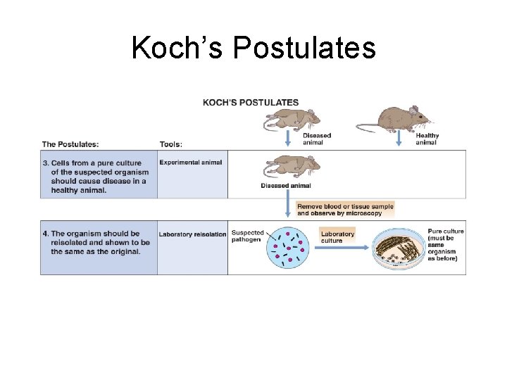 Koch’s Postulates 