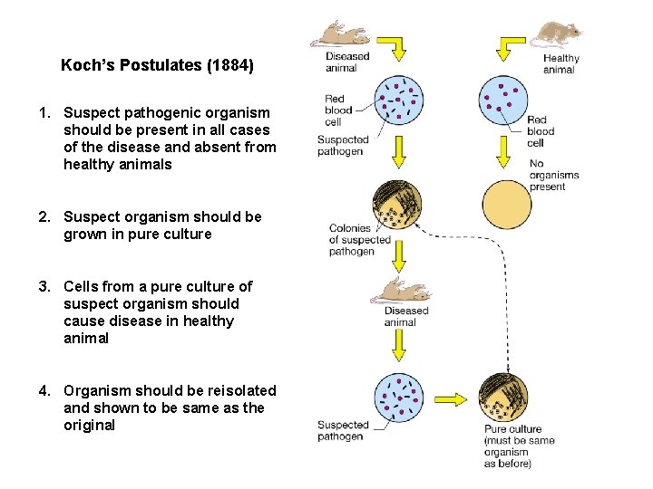 Koch’s Postulates (1884) 1. Suspect pathogenic organism should be present in all cases of