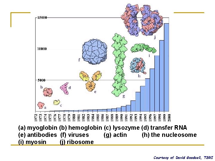 (a) myoglobin (b) hemoglobin (c) lysozyme (d) transfer RNA (e) antibodies (f) viruses (g)