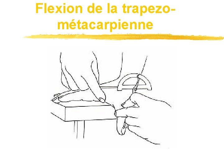 Flexion de la trapezométacarpienne 