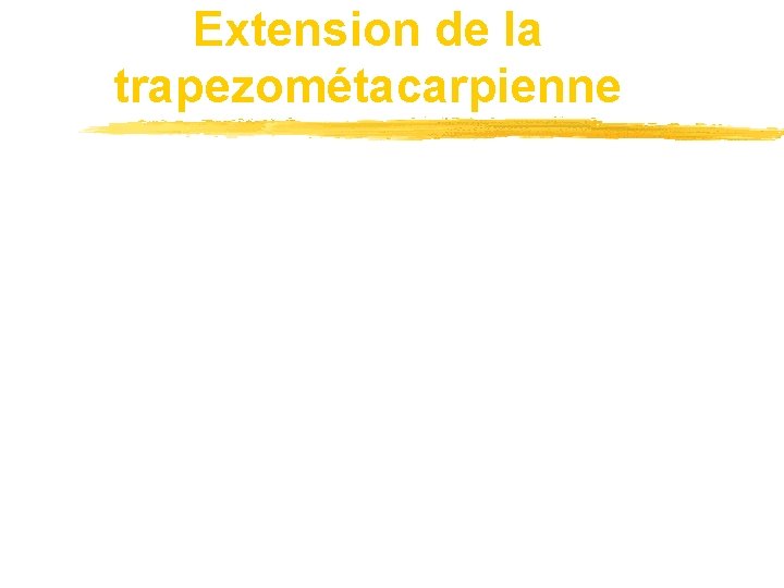 Extension de la trapezométacarpienne 
