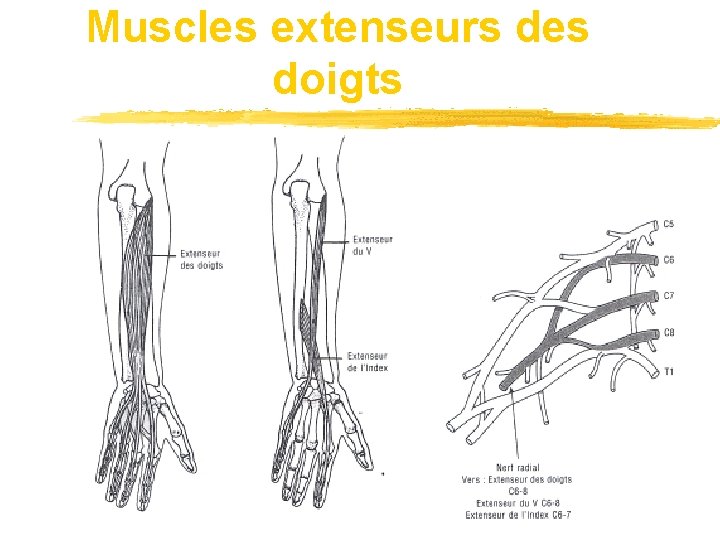 Muscles extenseurs des doigts 