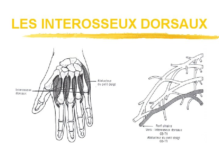 LES INTEROSSEUX DORSAUX 