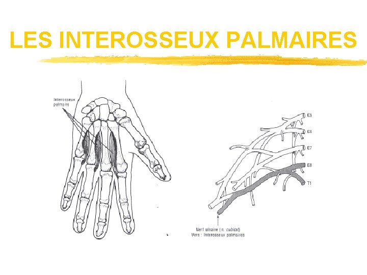 LES INTEROSSEUX PALMAIRES 