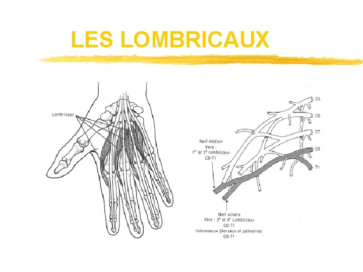 LES LOMBRICAUX 