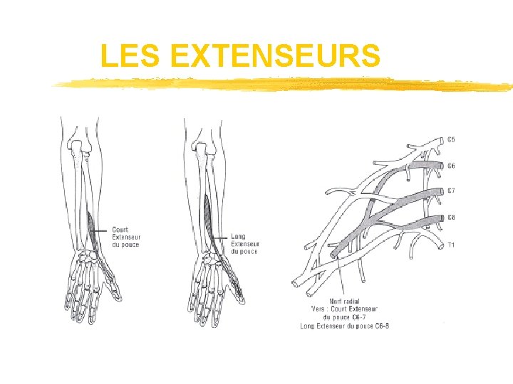 LES EXTENSEURS 