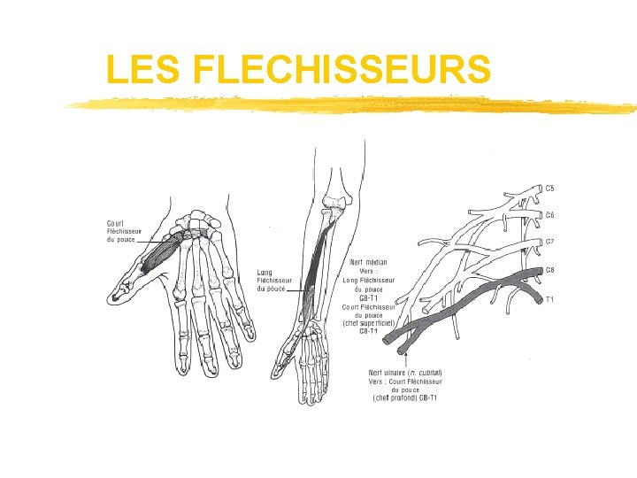 LES FLECHISSEURS 