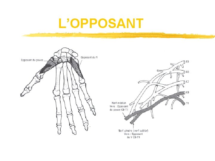 L’OPPOSANT 