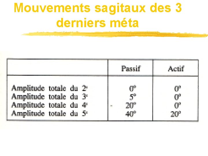 Mouvements sagitaux des 3 derniers méta 