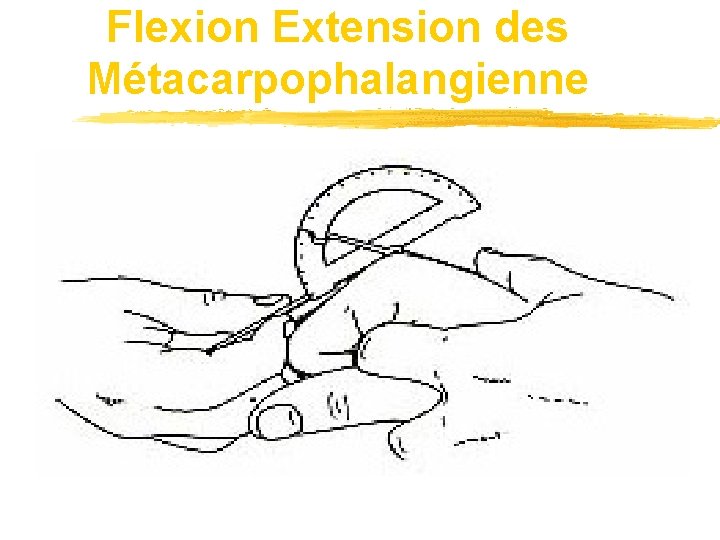 Flexion Extension des Métacarpophalangienne 