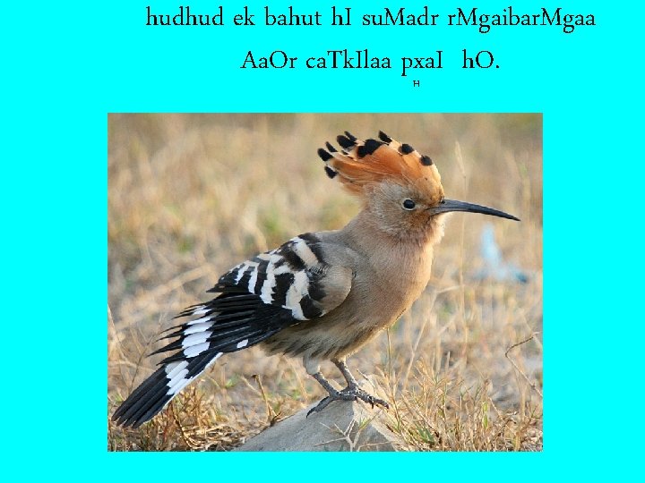 hudhud ek bahut h. I su. Madr r. Mgaibar. Mgaa Aa. Or ca. Tk.