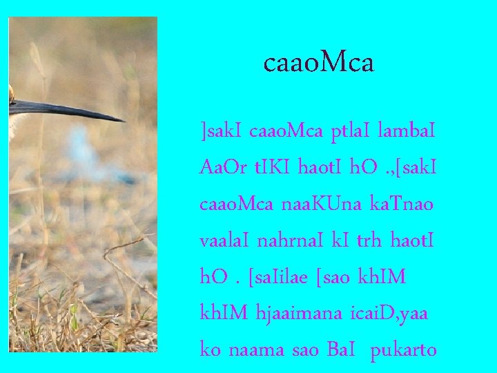 caao. Mca ]sak. I caao. Mca ptla. I lamba. I Aa. Or t. IKI