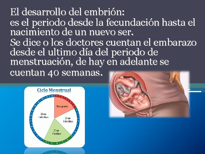 El desarrollo del embrión: es el periodo desde la fecundación hasta el nacimiento de