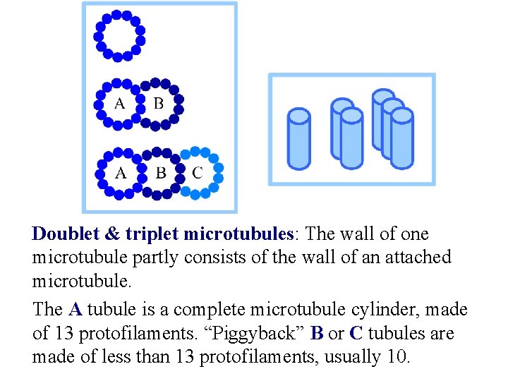 Doublet & triplet microtubules: The wall of one microtubule partly consists of the wall